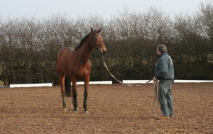 Locomotores em relação ao piso que seu cavalo trabalha