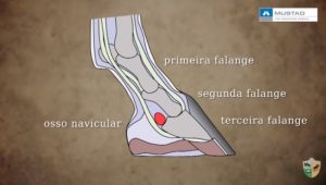 Cuidados Veterinários: Doença do Navicular