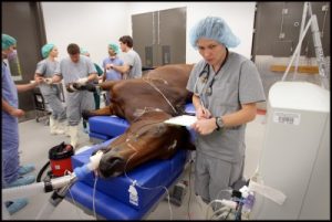 Anestesiologia Veterinária