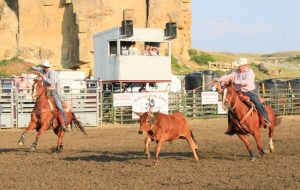 Team Roping : As mudanças no panorama das provas