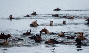 Chincoteague Pony se desenvolveu e vive em uma condição selvagem