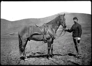 Comanche foi um cavalo de guerra militar muito famoso