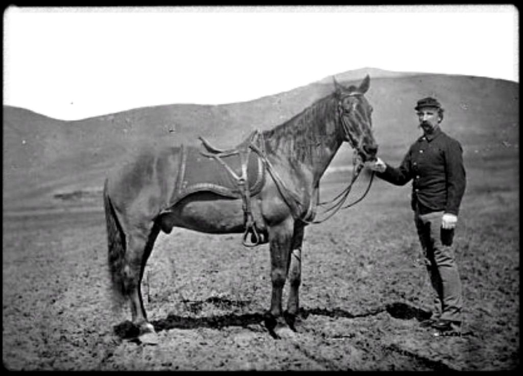 Um cavalo visto de frente, c1480 1945