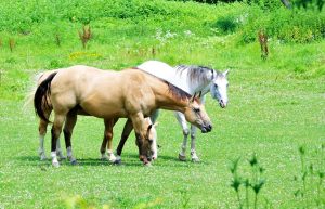 De que forma a HYPP pode afetar a saúde de seu animal?