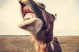 Odontologia equina – Dentição dos cavalos