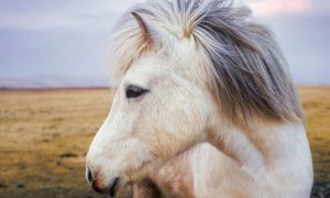 Dez sinais de um cavalo feliz