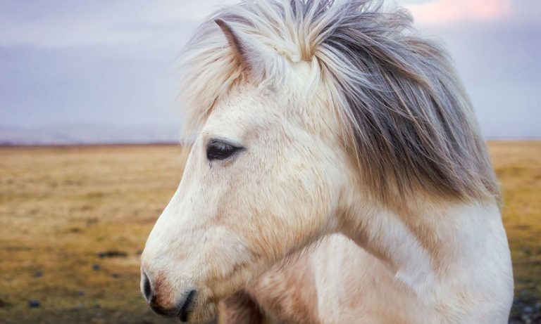 Dez sinais de um cavalo feliz