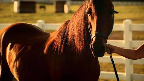 Drenagem Linfática em Cavalos Funciona?