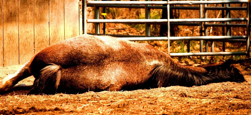 medicina veterinaria de equinos