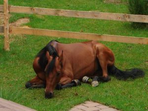 Mieloencefalomielite Protozoária Equina, você sabe o que é?