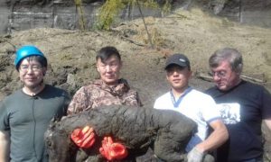 Cavalo congelado a 40 mil anos é descoberto na Rússia