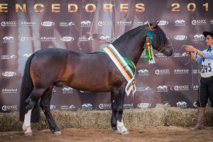 Cavalo Crioulo define campeões da Exposição Nacional Morfológica