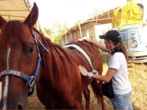 Tratamento da lombalgia em cavalos