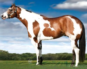 Paint Horse x Pinto