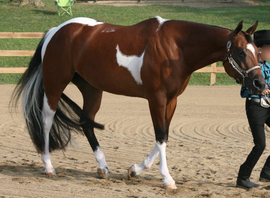 Paint Horse x Pinto Cavalus
