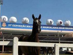 O tradicional Parque da Gameleira foi palco da Nacional do Marchador