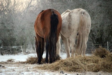 Cuidados Veterinários: Cólicas equinas no inverno