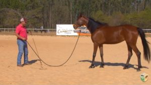 Horsemanship : Aprenda a observar seu cavalo