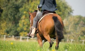 Cinco lições de vida que você pode aprender com seu cavalo