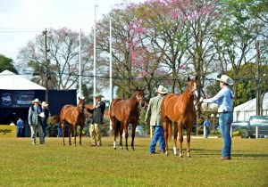 ABQM espera a presença de dois mil cavalos em Londrina no mês que vem