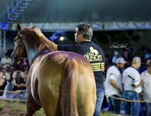 Novo recorde de preços da raça Quarto de Milha é do Nordeste