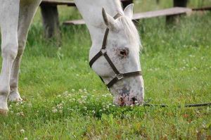 Encefalomielites Virais em equinos