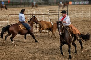 Ranch Sorting foi a primeira a conhecer campeões na final da ABCCC