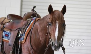 Working Cow Horse : Scooter Kat e Justin T Wright campeões Futurity da National Stock