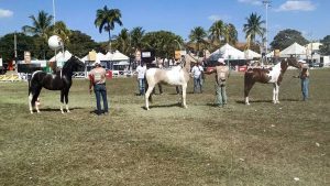 Cidade mineira de Caxambu sediou 25ª Exposição Nacional da raça Pampa