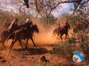 A ‘Pega de Boi’ é uma tradição nordestina muito importante