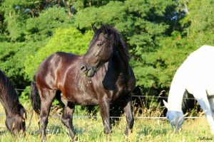 Sablose: ocorrência, diagnóstico e prevenção
