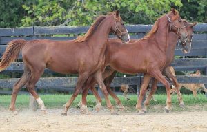 American Saddlebred tem sua história atrelada a do povo americano