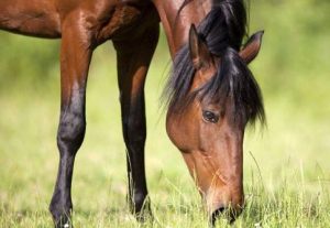 Botulismo em cavalos