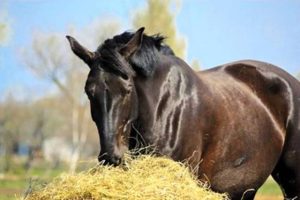 Botulismo em cavalos