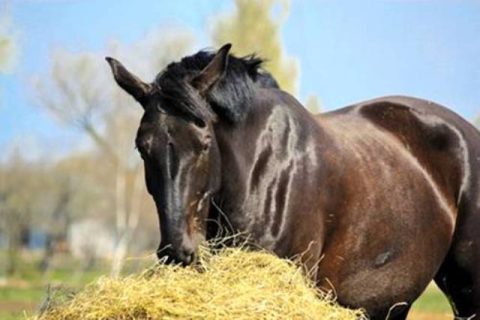 Botulismo em cavalos