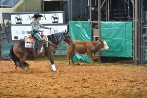 Working Cow Horse: Trabalho de cerca importante para o treinamento