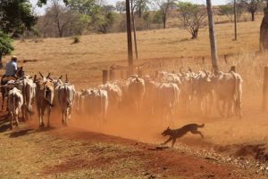 A utilização do cão de pastoreio em ranchos e fazendas