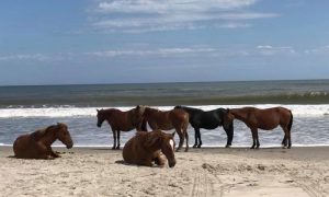 Como cavalos selvagens convivem com furacões e desastres naturais