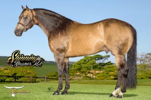 Campeão de Laço, Shinning Beaver MA segue rumo aos Estados Unidos