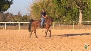 Encostar o cavalo na rédea de fora, a partir da perna de dentro