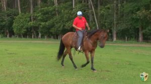 Universidade do Cavalo: Dedilhar e ‘descontrair’ a boca do cavalo