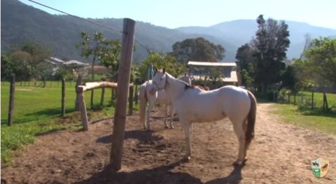 Cavalo não precisa de luxo