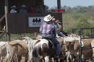 Liga Leste Paulista de Team Penning: foram concluídas mais duas etapas da temporada