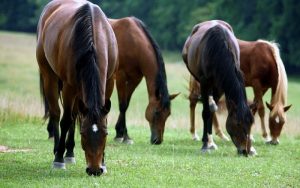 Antioxidantes têm um papel fundamental na saúde intestinal de equinos
