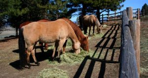 Como alimentar seu cavalo em viagens?