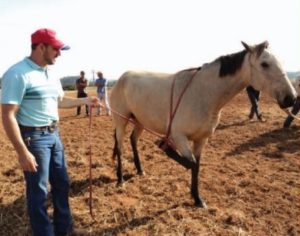 Como corrigir cavalos que negam a orelha?
