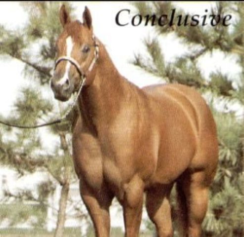 Conclusive mudou para sempre a indústria do cavalo de Conformação - Cavalus