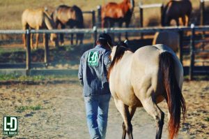 DHL Ranch, a mais nova marca do Quarto de Milha