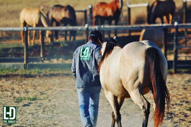 DHL Ranch, a mais nova marca do Quarto de Milha