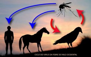 Febre do Nilo em cavalos e produtor rural